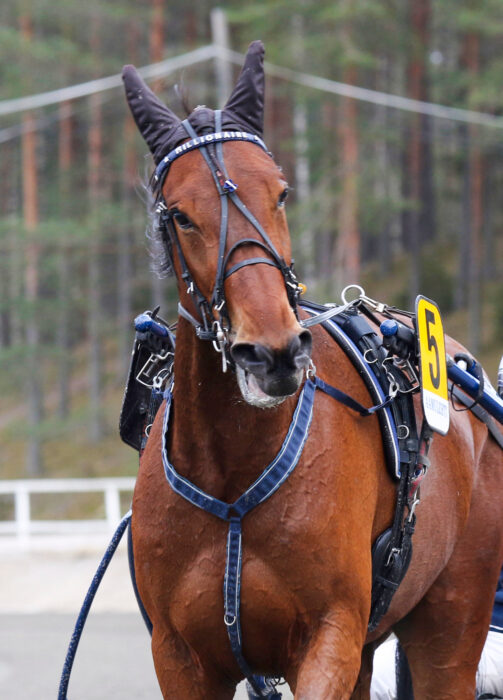 Mikkelissä heinäkuussa ravattava  St Michel on keskikesän vauhtijuhla.