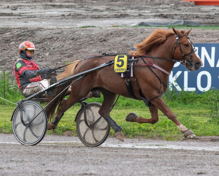 Kilpailu-uransa lupaavasti aloittanut ja kesäkuussa Vermossa voittanut Reipas Suomalainen on yksi Rauhamäen kimppahevosista.